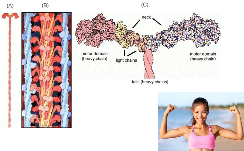 Illustration of a motor protein, a set of proteins engaging with muscle fiber, a close-up of the motor protein structures that contract muscle, and a young woman showing arm strength