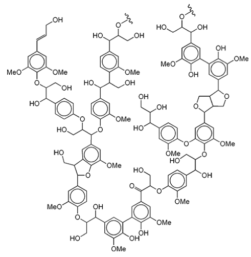 The molecular structure of a form of polymer of lignin